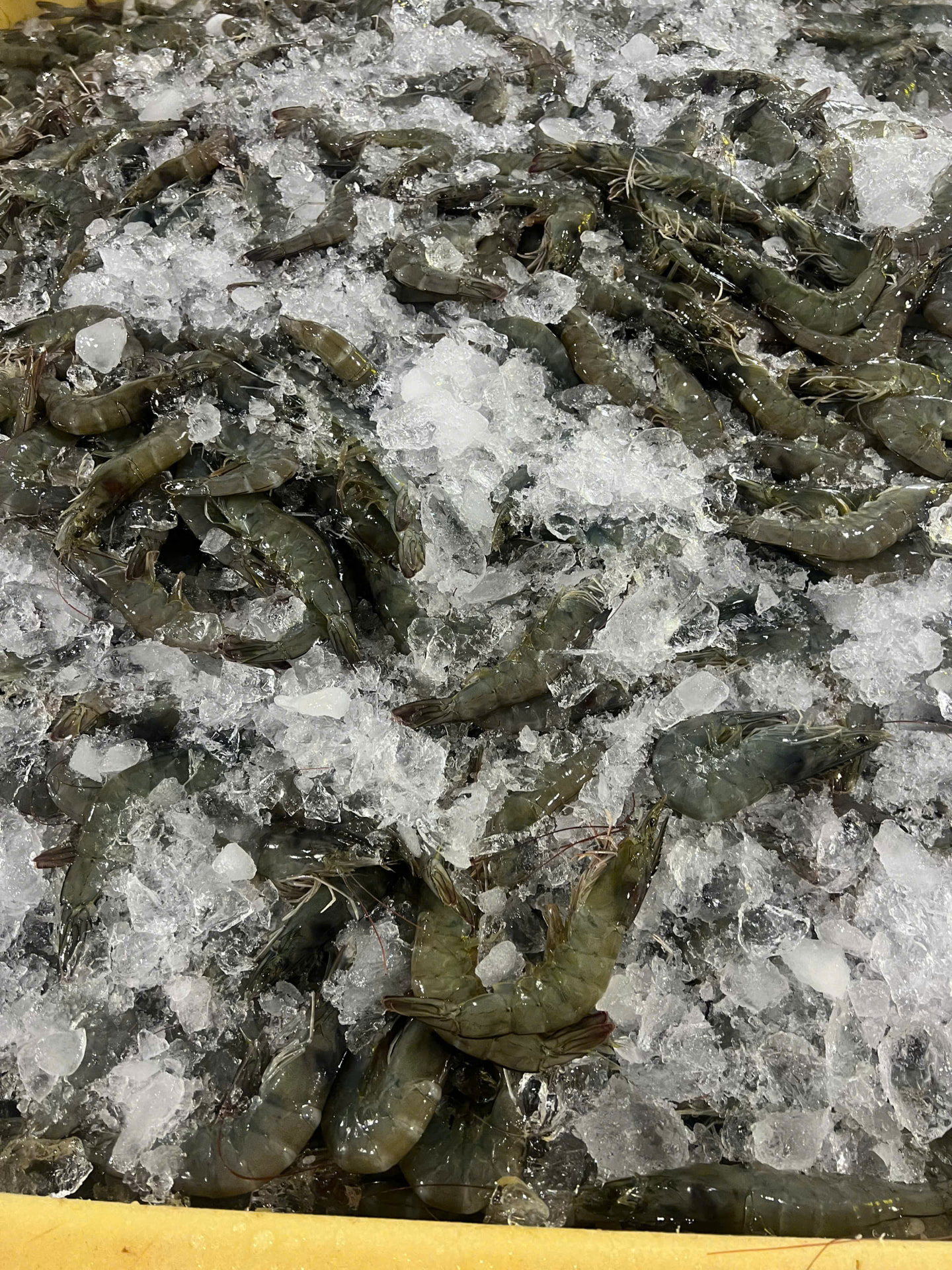 Raw shrimp iced after harvest