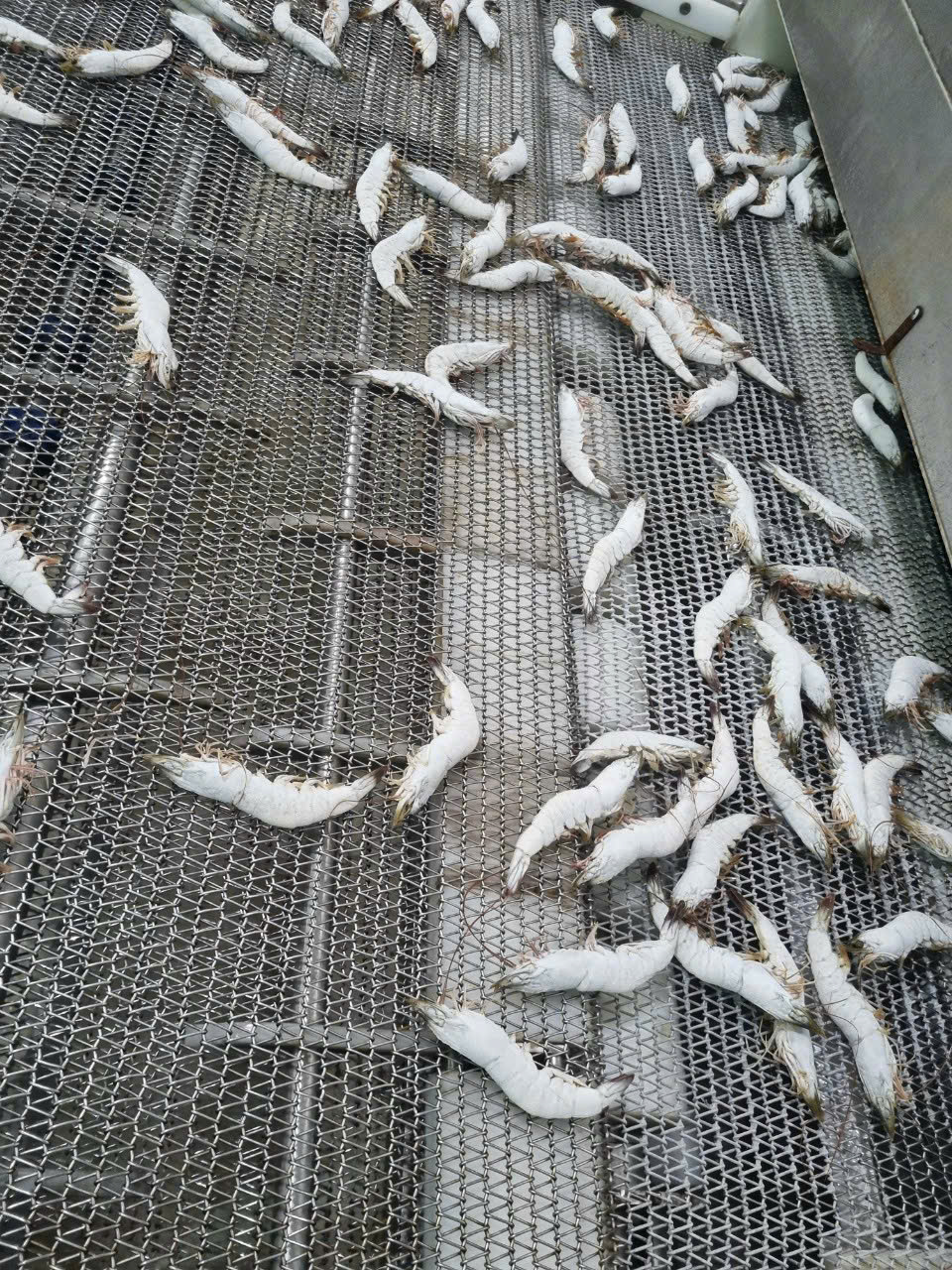 IQF freezing line
