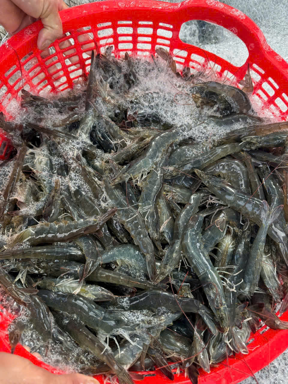 Freshly harvested live shrimp