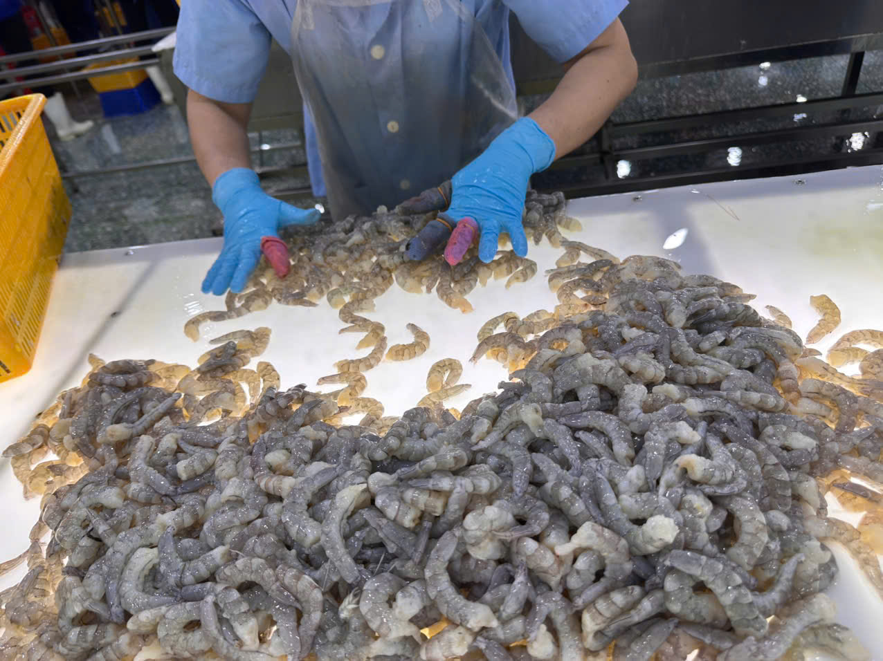 Hand peeling shrimp in the processing hall