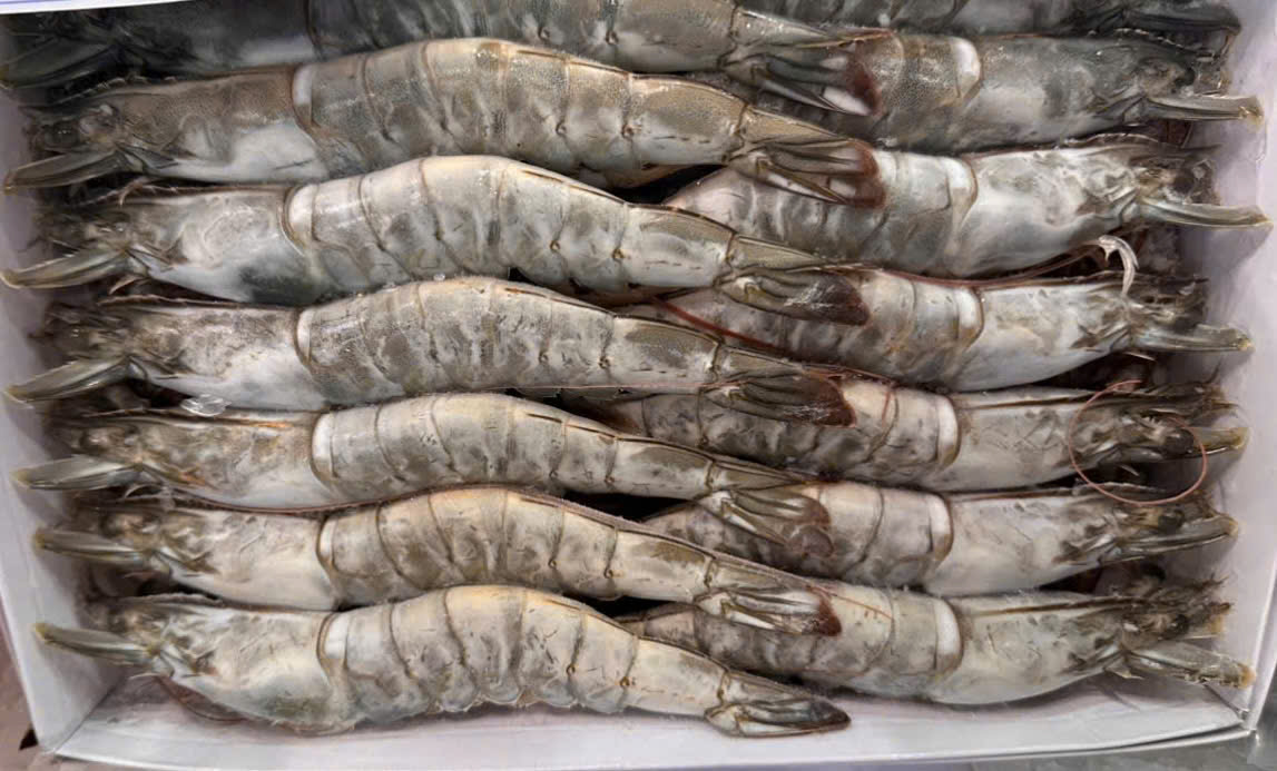 Frozen whole HOSO shrimp in box