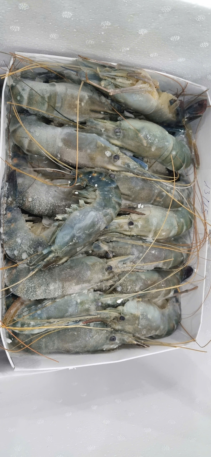 Frozen whole shrimp in box